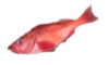 赤魚